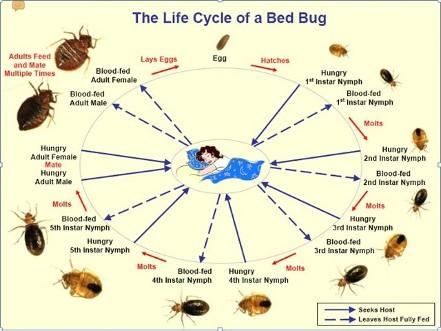 Bed Bug Life Cycle