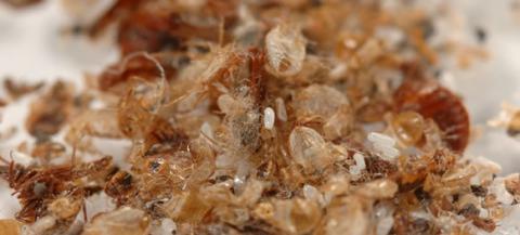 Bed Bug Casings