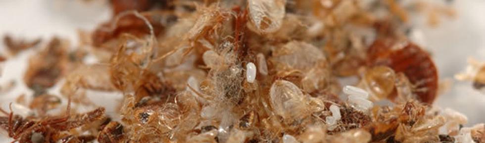 Bed Bug Casings